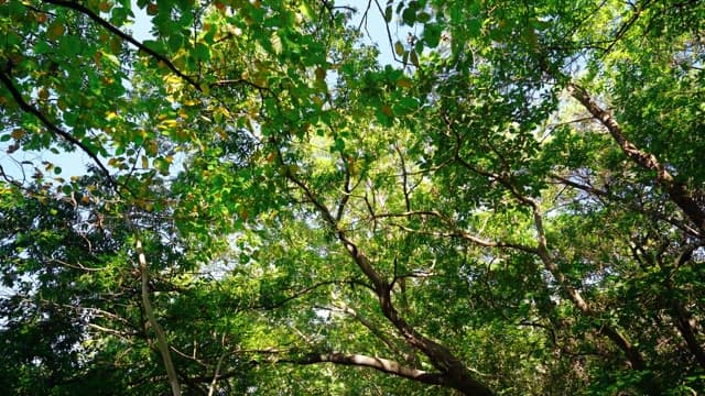 Dense forest path with sunlight shining on it