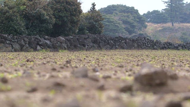 Rocky field with young sprouts