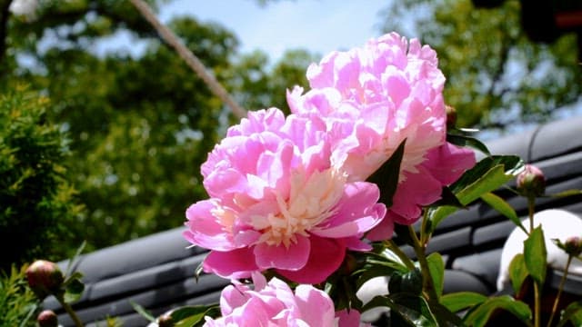 Pink peonies blooming under a tiled wall on a sunny day