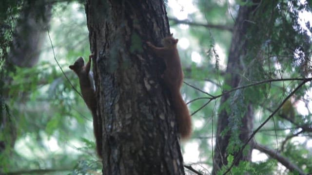 Eurasian red squirrel climbing and exploring a tree