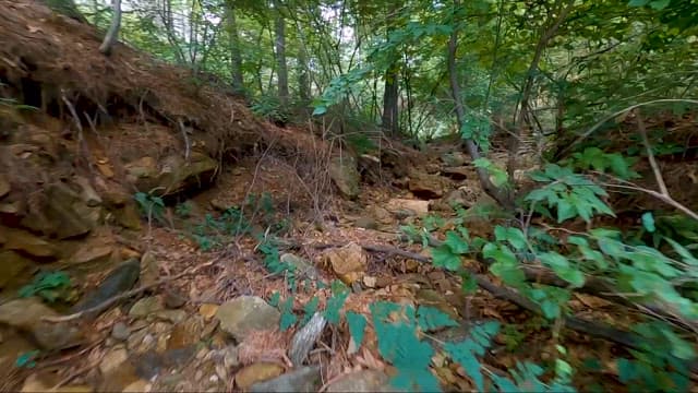 Hiking Trail Through a Rocky Forest