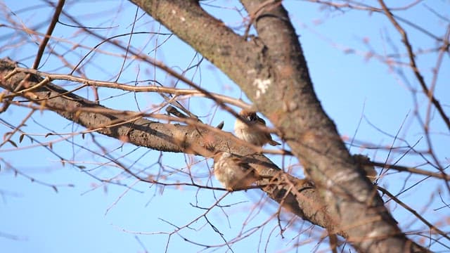 Sparrows perched on tree branches