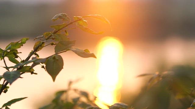 Sunset light reflecting on leaves by the water