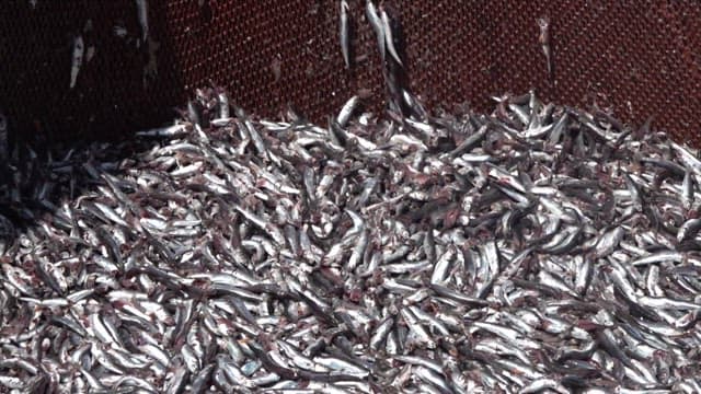 Fishing boat's net full of freshly caught fish