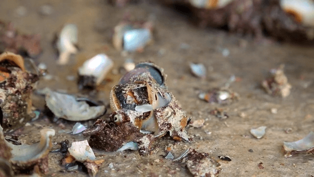 Top shells being cracked open on a surface