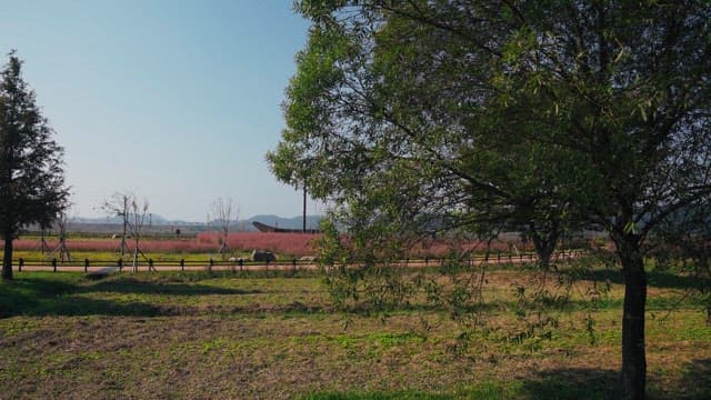 Serene countryside landscape with a large tree and a bright sky