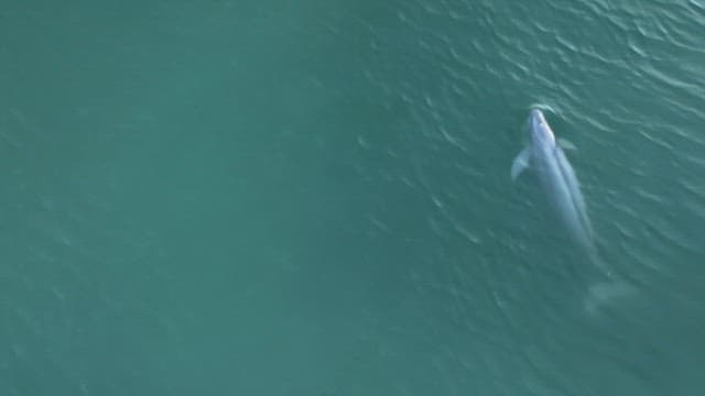 Finless porpoise swimming in the clear blue water of the ocean