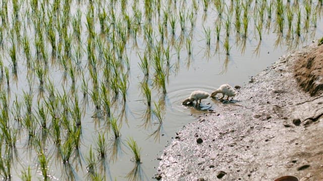 Ducklings Searching for Food in Flooded Rice Fields