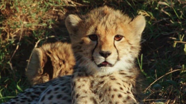 Young Cheetah Resting in Grassland