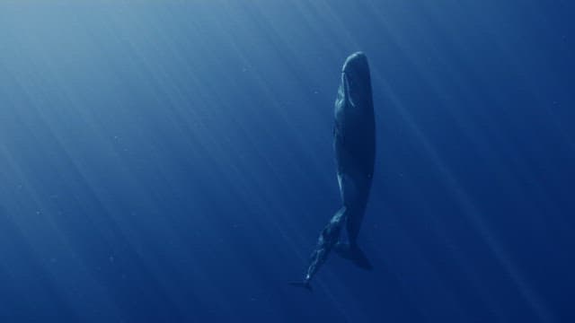 Baby sperm whale suckling its mother's milk