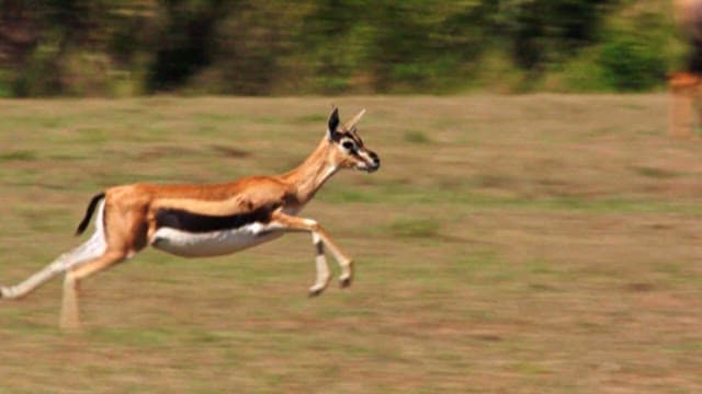 Gazelle Sprinting Across a Field to Avoid Predators