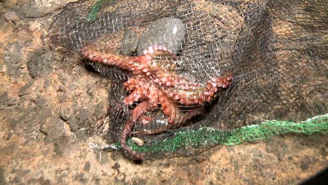Captive Octopus in a Fishing Net