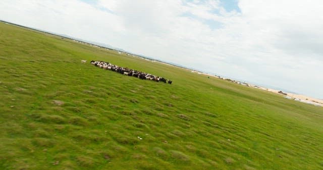 Herd of sheep and goats on a vast plain