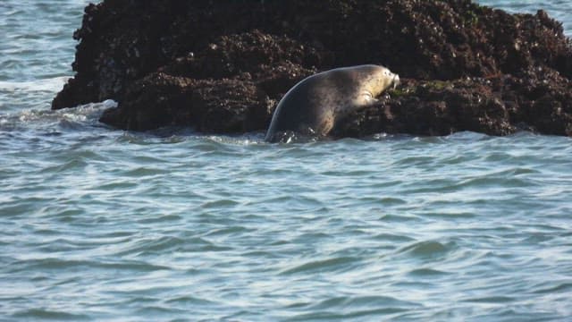 Solitary seal climbing out of water onto jagged rocky shoreline