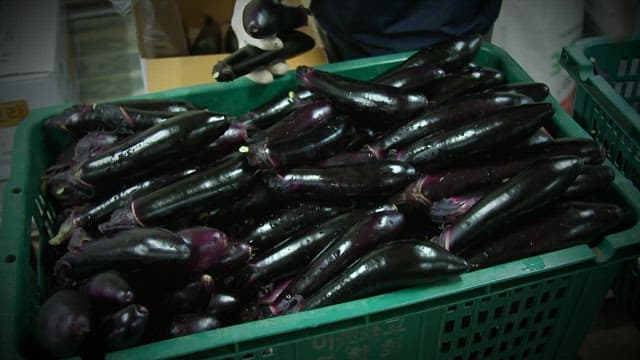 Eggplants being sorted in a green crate