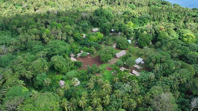 Lush rainforest with cabins visible on a sunny day