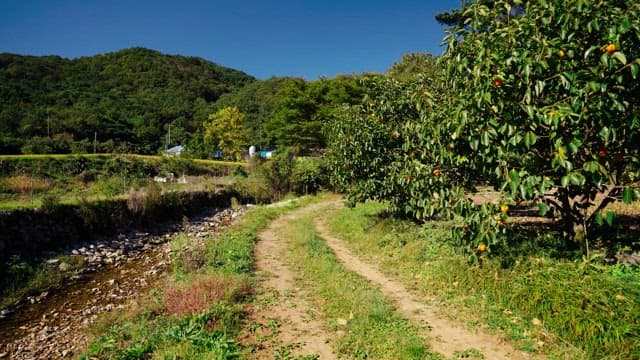Path through a rural orchard leading into a dense forest.