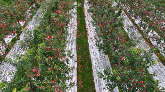 Apple orchard with rows of apple trees