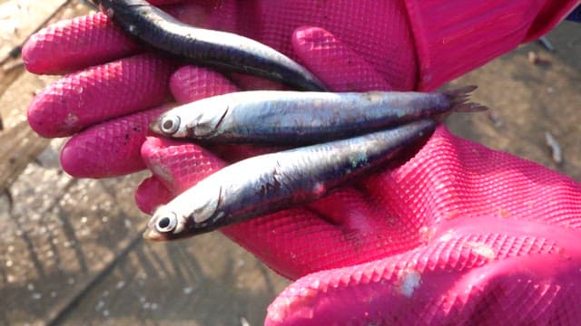 Anchovies Fluttering on Hands Wearing Rubber Gloves
