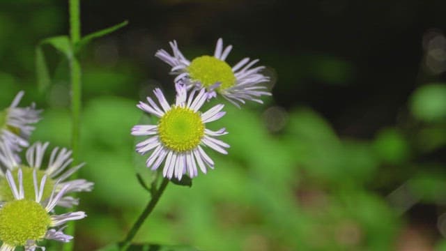 Wildflowers blooming in a green forest