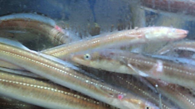 Eels swimming in a tank