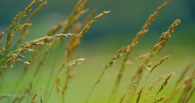 Grass in Gentle Breeze