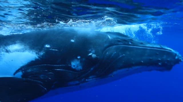 Whale Swimming Gracefully Underwater