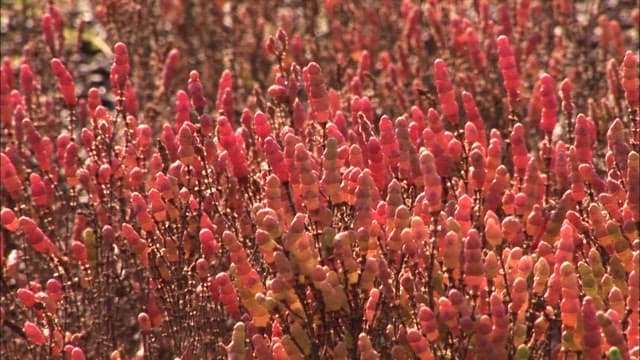 Red glasswort growing on the mudflats of the sea