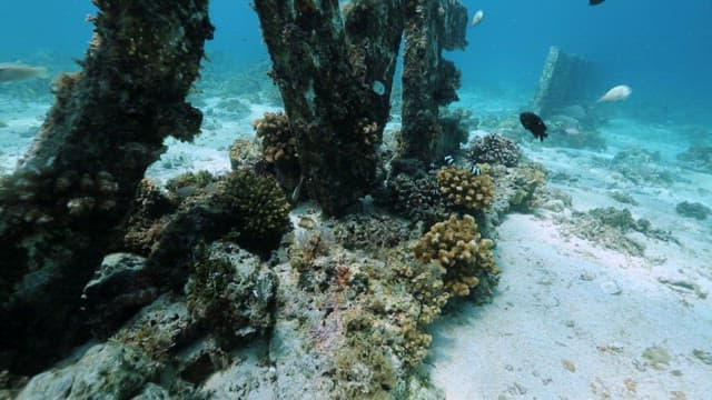 Fish swimming over a coral reef in clear blue water
