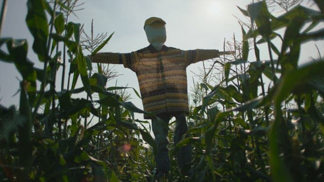 Scarecrow standing amidst a cornfield
