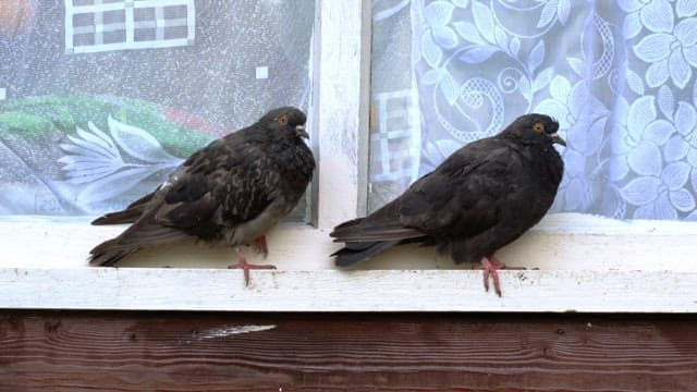 Two pigeons standing on a windowsill