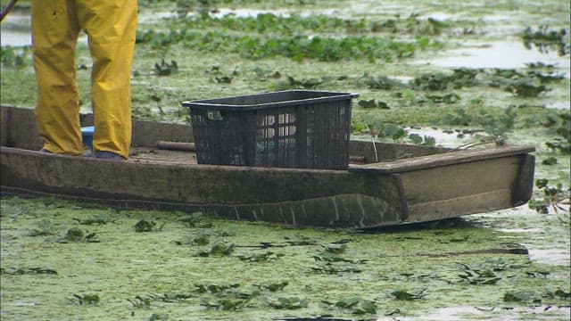 Person crossing Upo Marsh in a small boat
