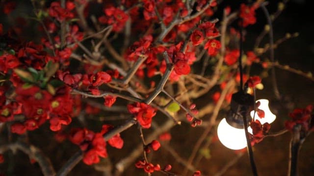 Red camelia flowers illuminated by a warm light