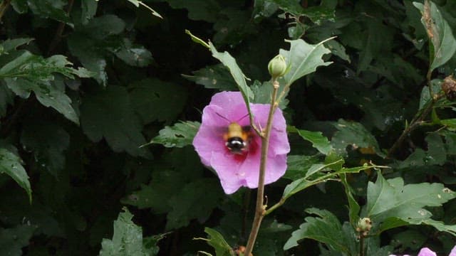 Hummingbird flying around a pink Rose of Sharon flower