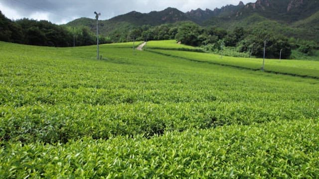 lush green tea fields with mountains