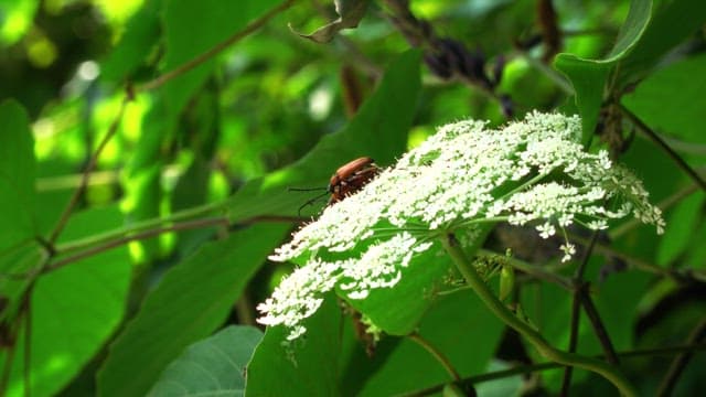 Insects on a white flower in a lush green forest