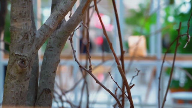 Branches in an indoor garden