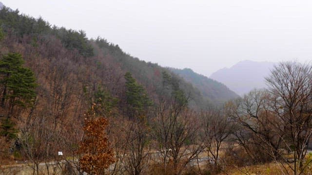 Misty mountains covered with dense forest in autumn