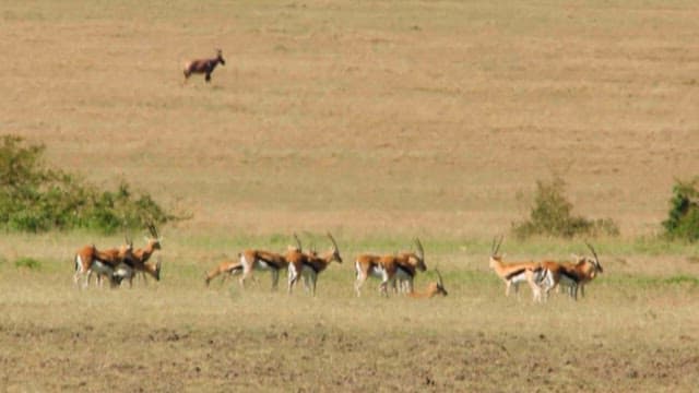 Herds of Antelopes Grazing on the Savannah