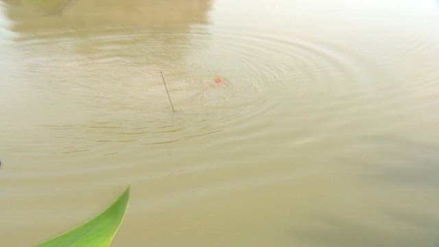 Fish caught on a line in a pond