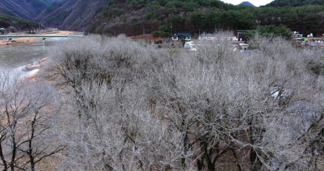 Winter bare trees without leaves lined up along the riverside village