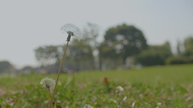 Dandelion in Focus on Grassy Field