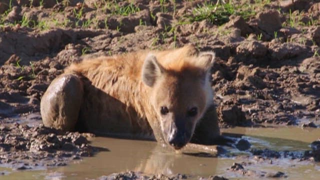 Spotted Hyena Cooling Off in a Mud Pool