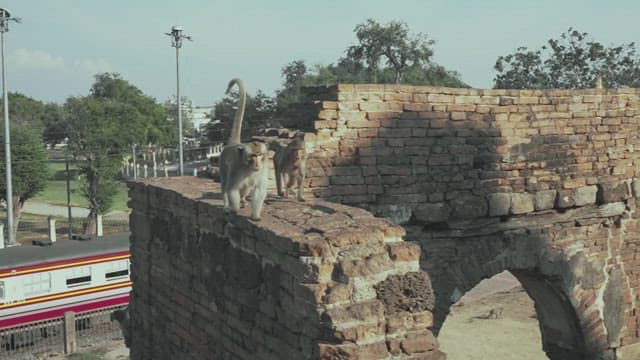 Two monkeys walking on ancient brick ruins during daytime