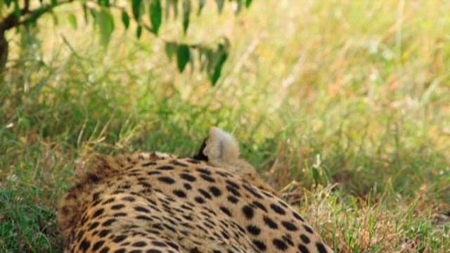 Resting Cheetah in a Sunny Grassland