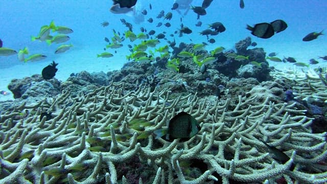 Colorful fish swimming around coral reefs