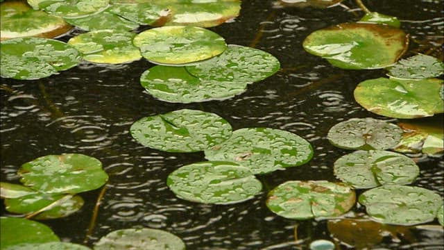 Water Drops on Lily Pads in a Pond