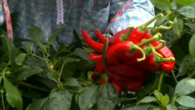 Harvesting ripe red chili peppers