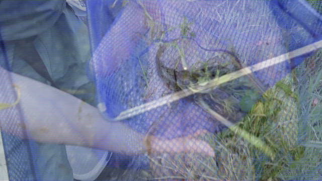 Person checking fish collected by net