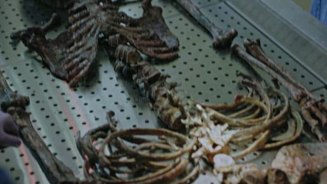 Examination of Burnt Skeletal Remains in Laboratory